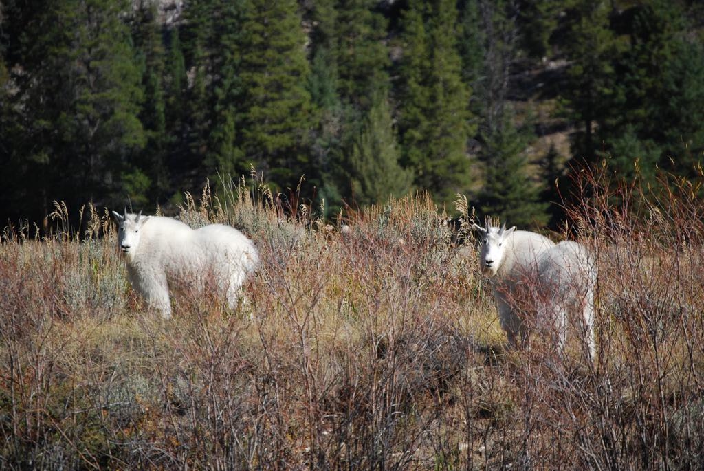 Bucks T4 Lodge Big Sky Luaran gambar
