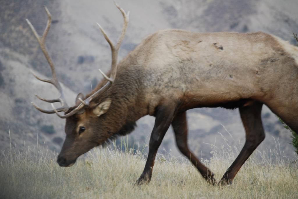 Bucks T4 Lodge Big Sky Luaran gambar